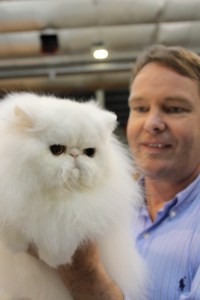 En vakker hvit perser fra (N) Stargate, oppdretter Johnny Skjølås og André Marki.