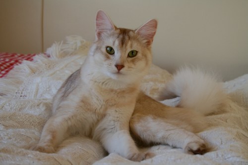 S*Silverskimrets Curry, SOM os. Foto Karin Glemmestad