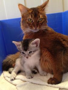 Alfonzino og Ophelia