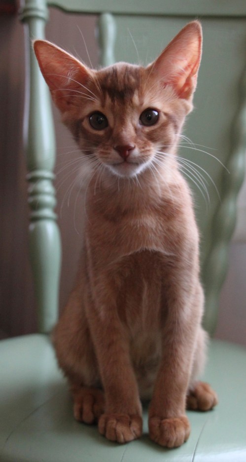 Amore Leone av Rubicon, ABY o - sorrel abyssiner