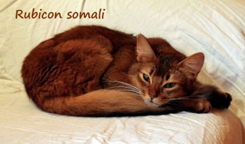 madonna2_edited-1 copy