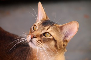 CH S*Helinka's Pegasus, viltfarget abyssiner.