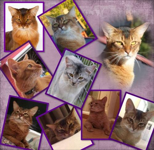 CH S'Helinka's Pegasus, ABY n var, med alle sine sønner (Pegasus øverst til høyre): Pendragon av Revebo (N) SOM n, (N) Bèlèvè's Dragonfly SOM n, Amore Leone av Rubicon ABY o var, Alfonzino av Rubicon SOM ns, (N) Bèlèvè's Legolas SOM n, Pondus av Revebo (N) SOM n, Pippin av Revebo (N) ABY p var, (N) Bèlèvè's Moonraider ABY n var. (denne flotte collagen er laget av Lilly Oversand Deildok