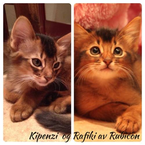 Rafiki og Kipenzi nov 2013