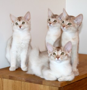 Sorrelsølv somali, fawn og fawnsølv abyssiner