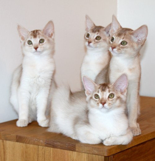 Sorrelsølv somali, fawn og fawnsølv abyssiner