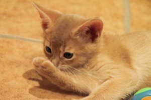 Arabella av Rubicon 4. jan. 2013