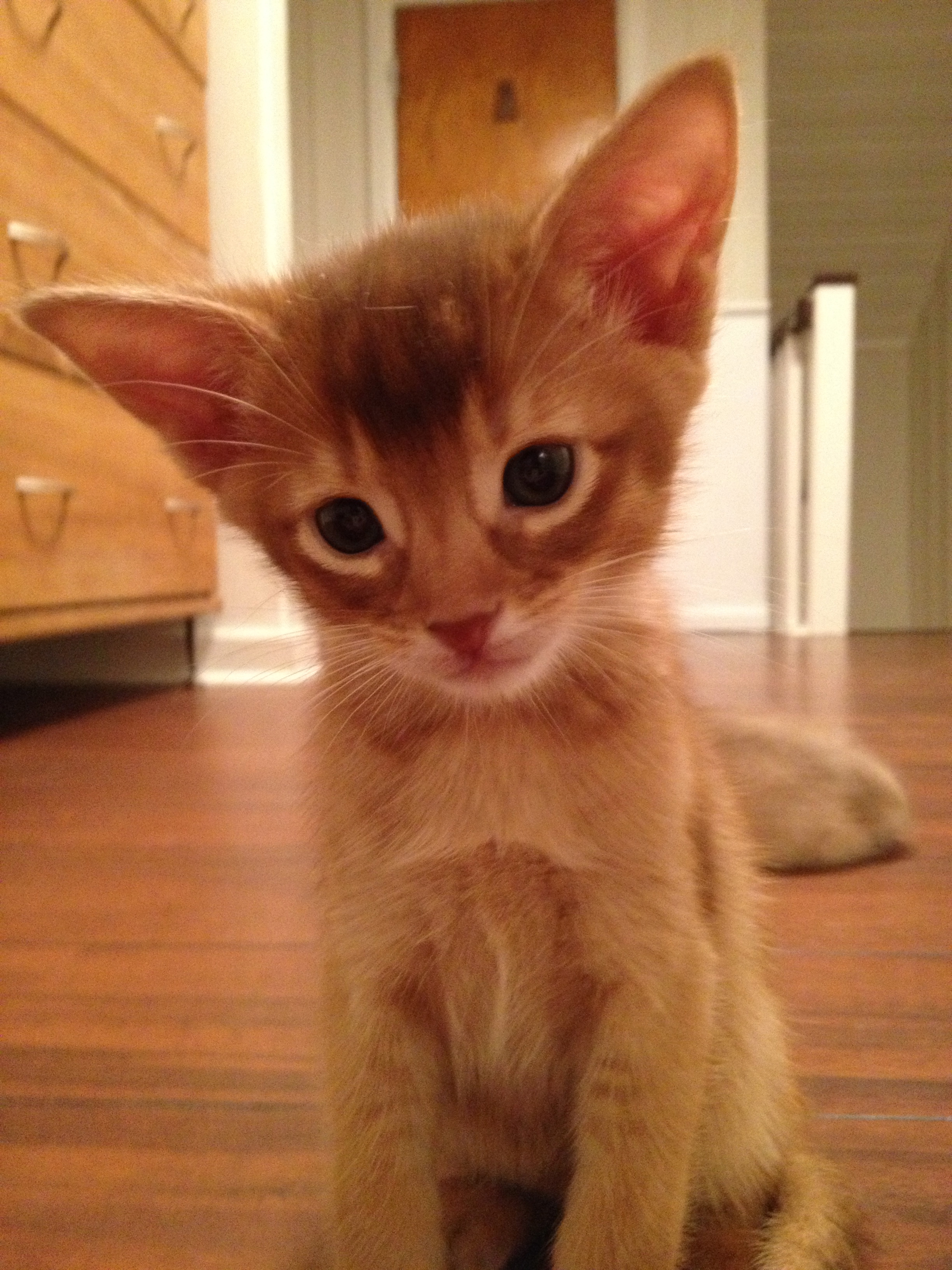 Amore Leone av Rubicon, ABY o variant