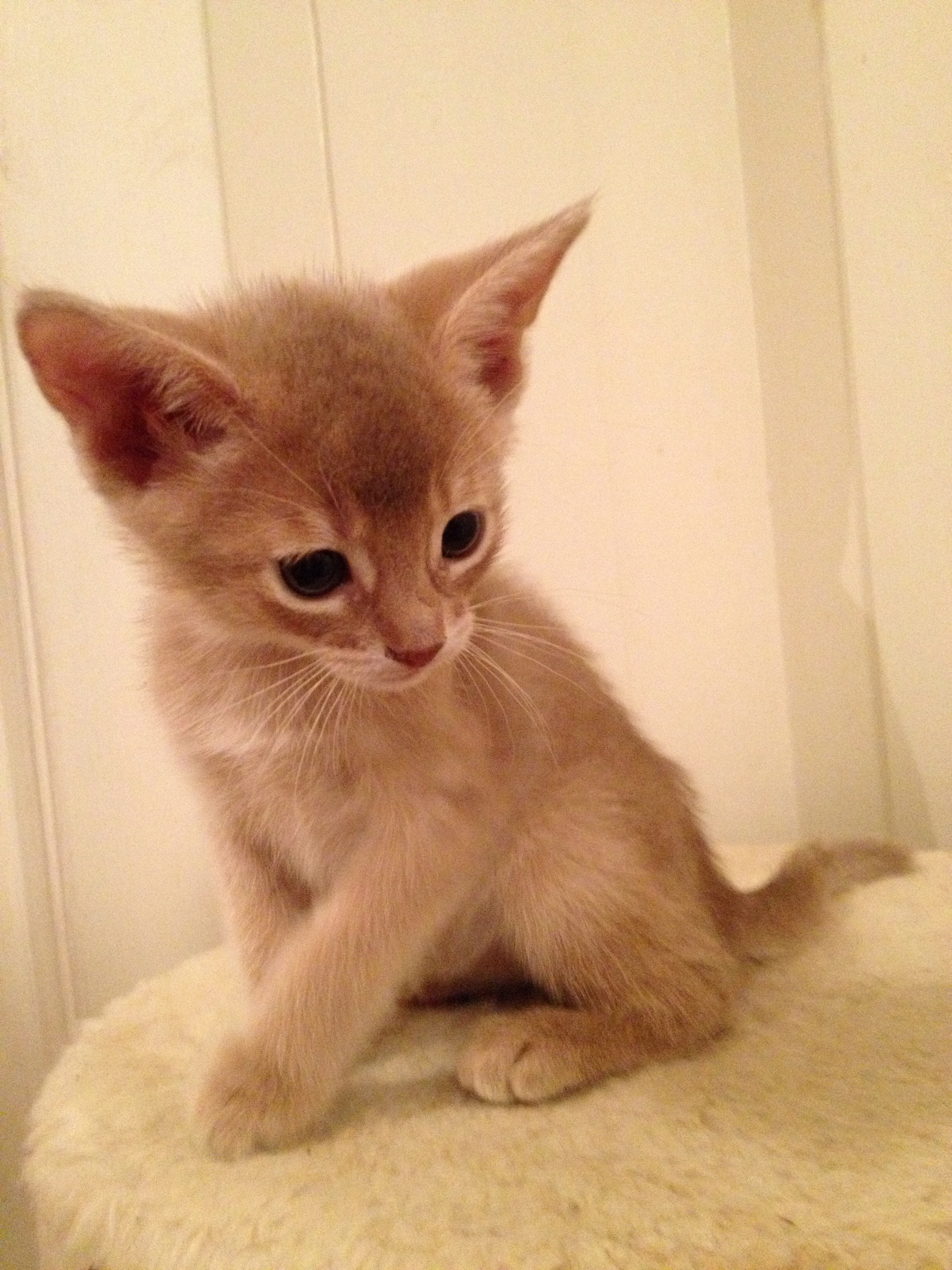 Arabella av Rubicon, ABY p variant