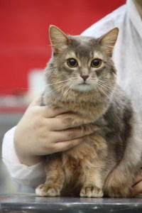 (N) Mira Max King Kong, blue Somali. Sire: CH Abraxas av Abyata, SOM p. Dam: Mirabelle Fidele av sina Bass (N), ABY a. Breeder: Sissel og Oscar Gerritsen. Owner: Lene Trehjørningen