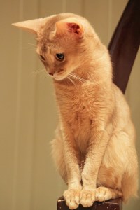 CH (N) Villkattens Lille Puma, fawn Abyssinian. Sire: IC (N) Maya's Pride Emil, ABY o. Dam: Villkattens Dancing Queen, SOM n. Breeder: Anne Marit Helmersen. Owner: Lisbeth Falling