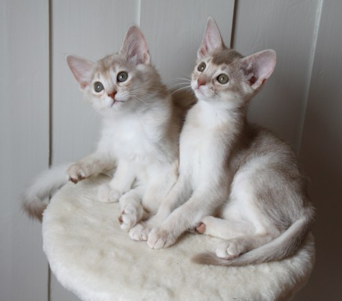 Wilma av Rubicon, sorrelsølv somali og Wera av Rubicon, fawnsølv abyssiner