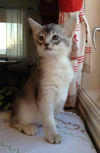 Alfonzino av Rubicon, svartsølv somali, eier Lene Trehjørningen og Bent Ove Jensen