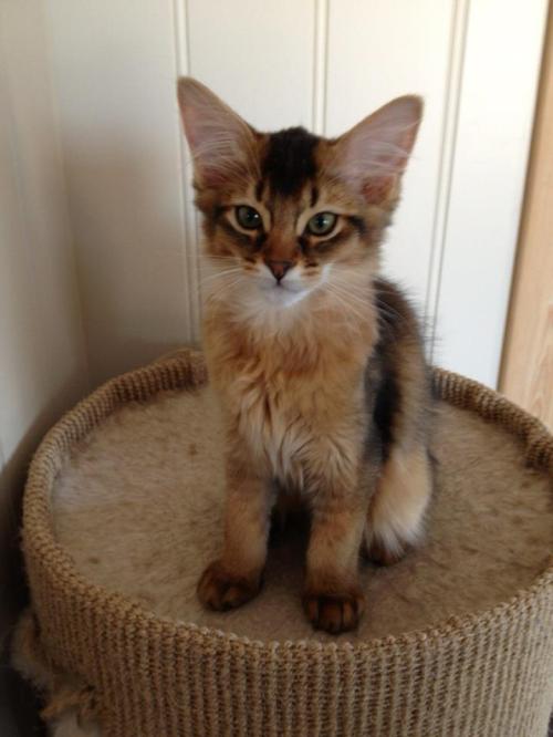 (N)Bèlèvè's Dragonfly