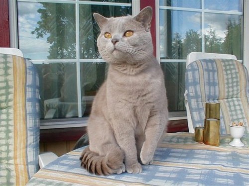 Indigo av Rubicon, lilla britisk korthår