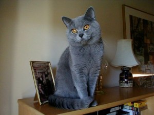 Krøllalfa Dot No av Rubicon, blå britisk korthår