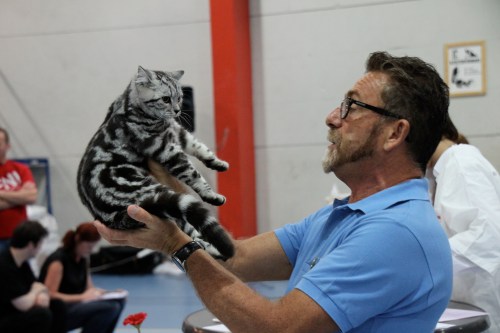 En britisk korthårs kattunge blir bedømt på utstilling. Fargevarianten er klassisk sølvtabby