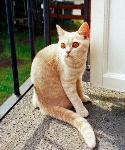 Karamella Kremtopp av Rubicon, creme britisk korthår