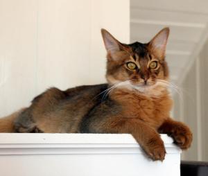 Ophelia av Revebo(N), viltfarget somali, oppdretter Gøran Vinje