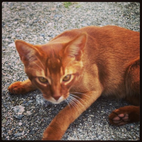 Amore Leone av Rubicon, sorrel etter fawnsølv  mor, hadde en nydelig og dyp rødfarge, og svært god ticking.