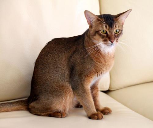 CH S*Helinka's Pegasus