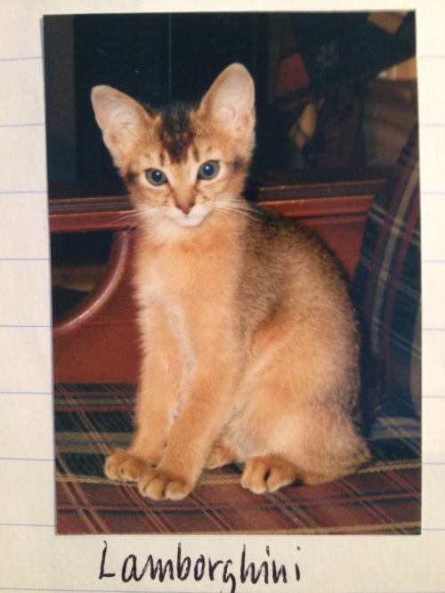 Lamborghini av Rubicon, ABY n var, as a kitten. He was born 22.08.2000. He was the father of Noble Pendragon av Rubicon. Unfortunately this is possibly one of very few picures of him. Sire: Thamos Ramfis, ABY n. Dam: Habanita av Rubicon, SOM n