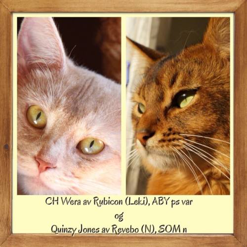 10847771_10152971693746171_1690087682632989053_n