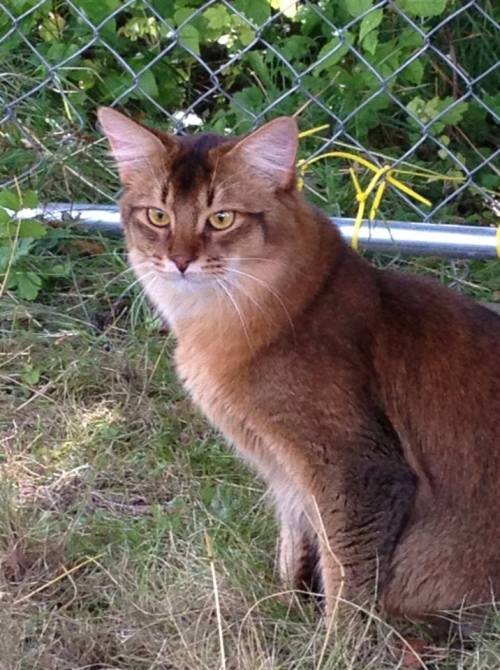 (N) Bèlèvè's Dragonfly