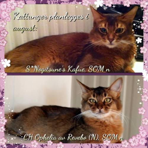 946817_10151667098761171_276850709_n