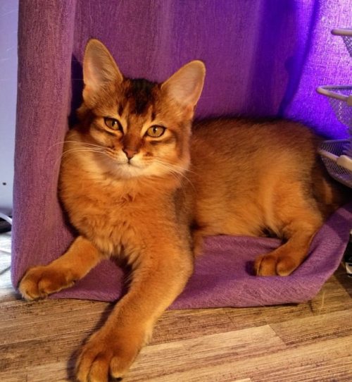 SE*Vesselkattens Janis Joplin