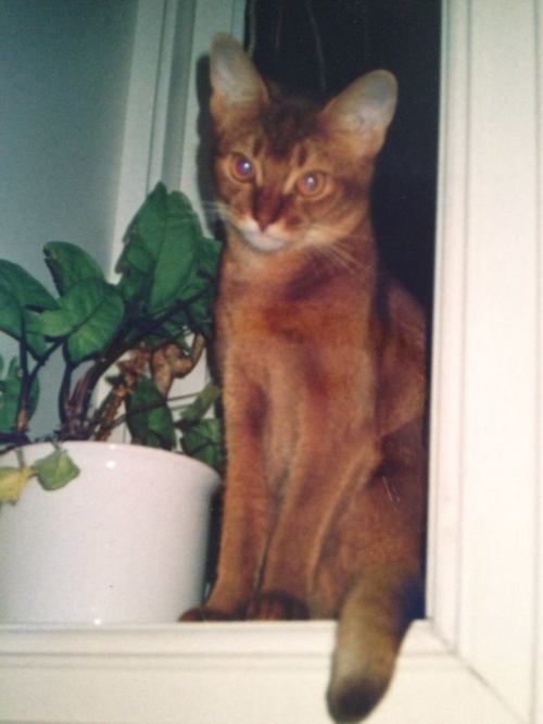 Ophelia av Rubicon, ABY o var. Born 01.01.2002. She is the mother of Undra av Rubicon, ABY n var.