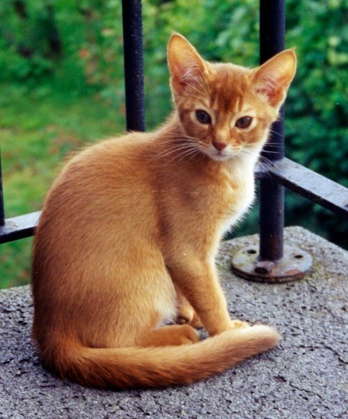 Awendela av Wild Paw (N), ABY o var. Breeder Runa Storsletten