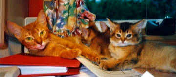 Awendela av Wild Paw (N) ABY o var - with Rubicons N-litter