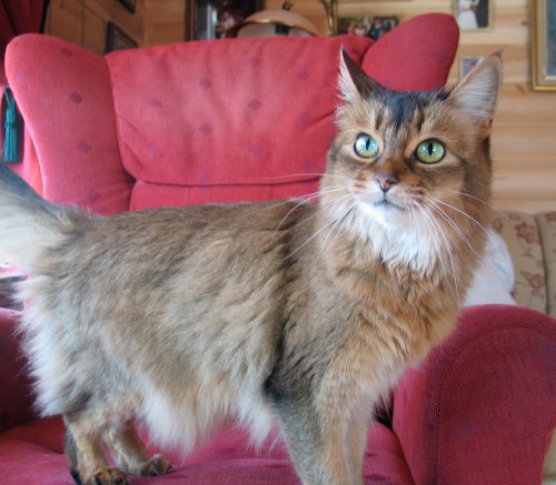 PR IC (N) Carambas Ellisse, SOM n. Picture from march 2005