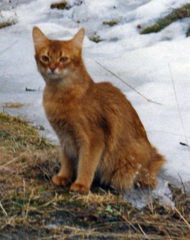 Eleganza av Rubicon, SOM o. født 22.02.1998