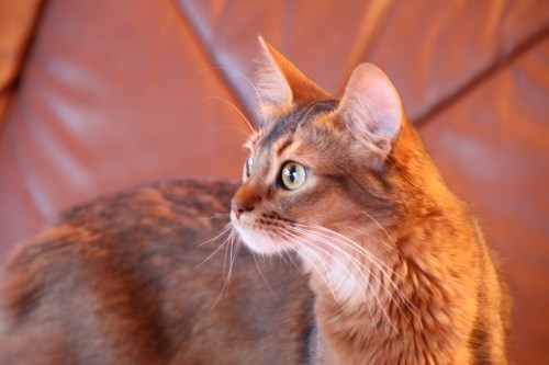 Madonna av Revebo (N), viltfarget somali. Født 23.10.2009 - død 29.07.2011. Far: S*Anshara Zoleil Fox, SOM n. Mor: SC S*Windjammer's Lollipop, SOM n. Oppdretter Gøran Vinje