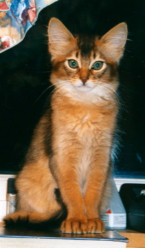 Noble Pendragon av Rubicon as kitten