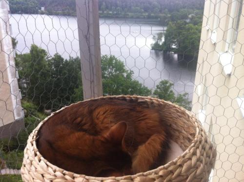 ophelia sover i kurven