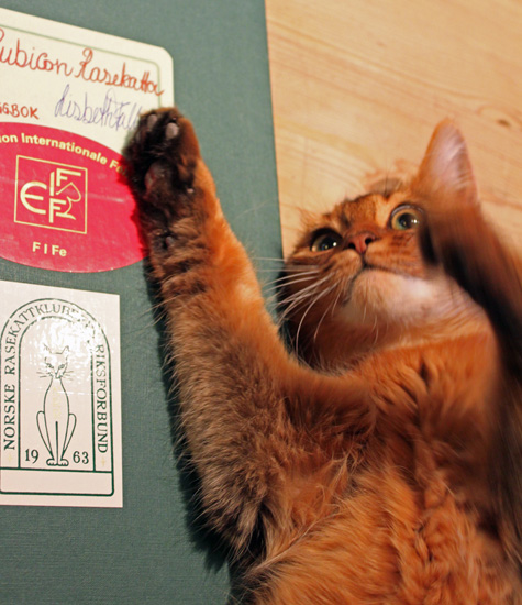 Madonna av Revebo (N) og min viktigste bok - her skrives alt inn som handler om oppdrettet mitt.