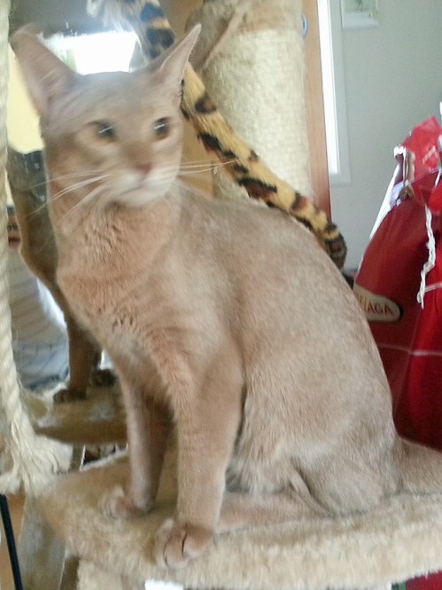 Pippin av Revebo (N) fotografert i juli 2013