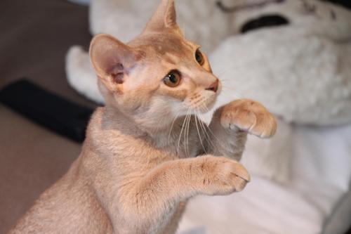 Pippin av Revebo (N), fawn abyssiner variant