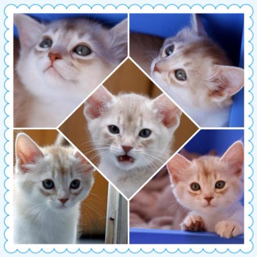 Rubicons sølvkull fra 2011; sorrelsølv somali, fawnsølv abyssiner og fawn abyssiner