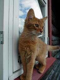 Samson av Rubicon, SOM o. Født 09.12.2002