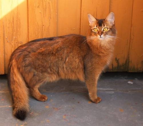 SE Vesselkattens Janis Joplin-1