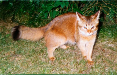 Sun Marikas Fanny 1995