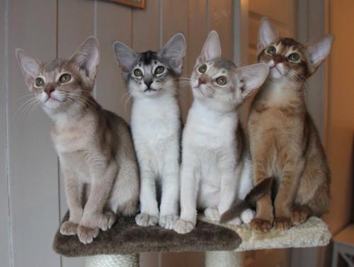 Rubicons siste sølvkull: Arabella, Alfonzino, Amazing Grace og Amore Leone