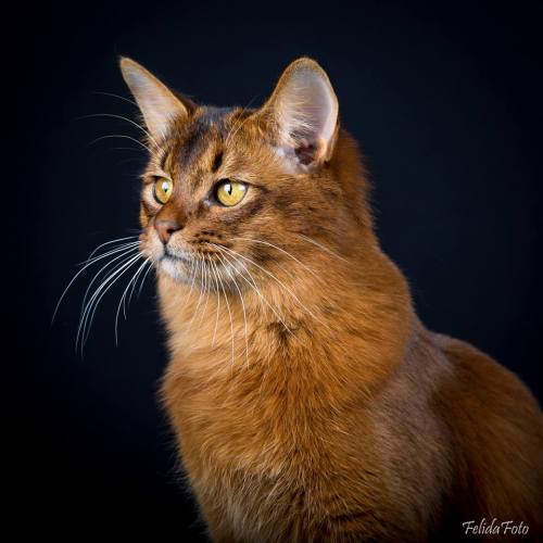 Yasha vom Zankelstein april 2017