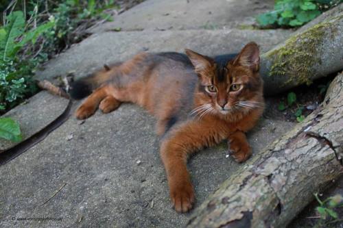 yasha-vom-zankelstein-aug-2016