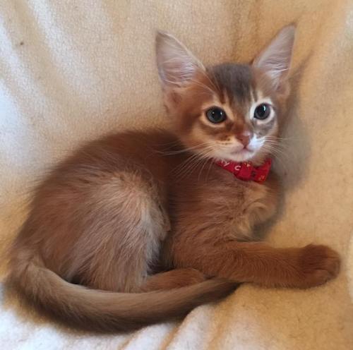 yasmin-2-mndr-gammel