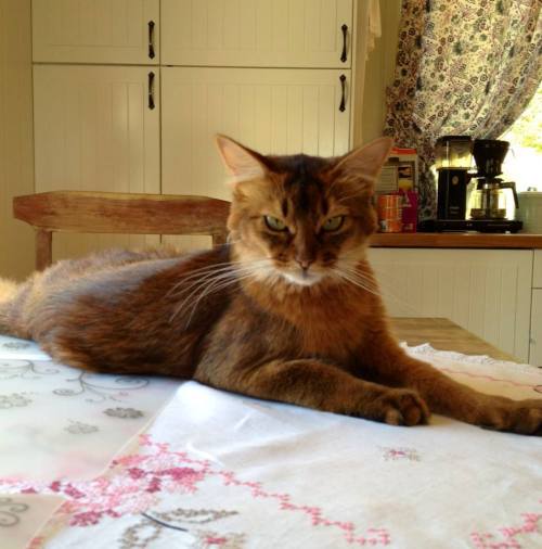 1238332_10151853054016171_309652115_n